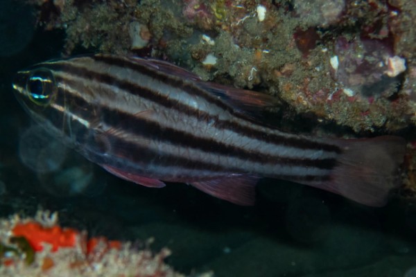 褐带天竺鲷是什么鱼？