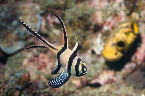 考氏鳍竺鲷是什么鱼？