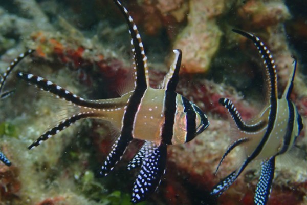 考氏鳍竺鲷是什么鱼？