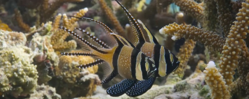 考氏鳍竺鲷是什么鱼?