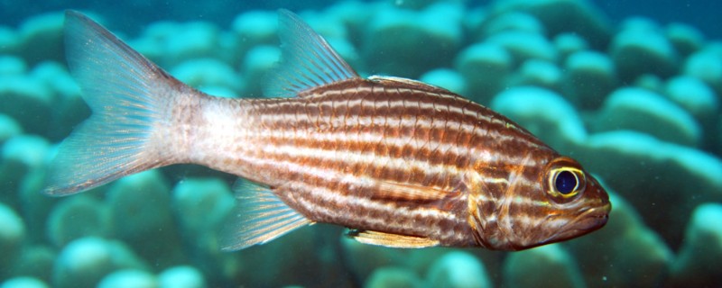 细条银口天竺鲷是什么鱼?