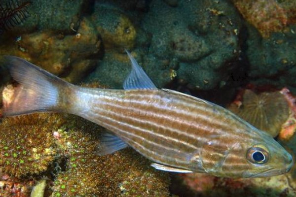 细条银口天竺鲷是什么鱼？