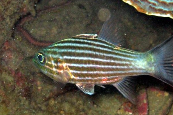 细条银口天竺鲷是什么鱼？