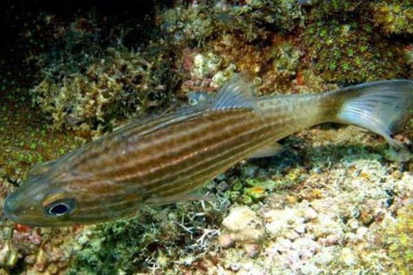 细条银口天竺鲷是什么鱼？