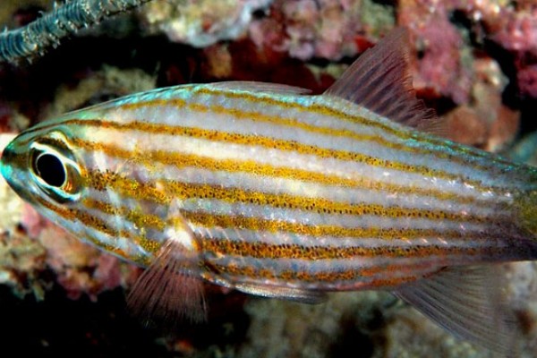 纵带巨牙天竺鲷是什么鱼？