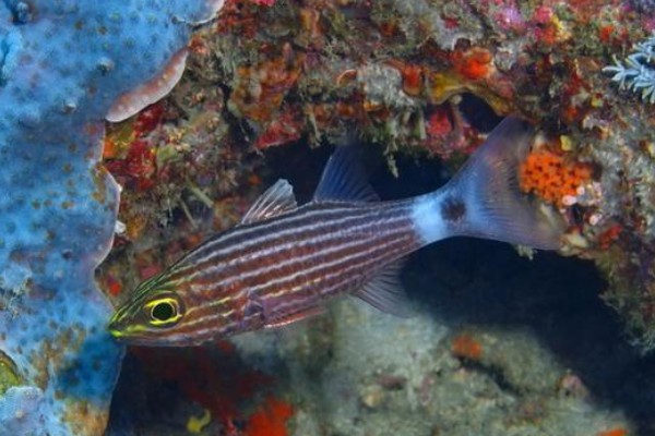 纵带巨牙天竺鲷是什么鱼？