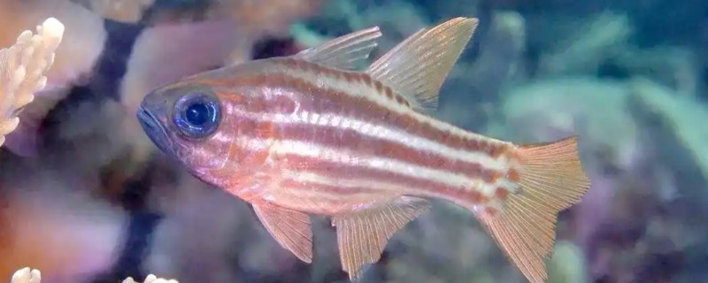 裂带天竺鲷是什么鱼?