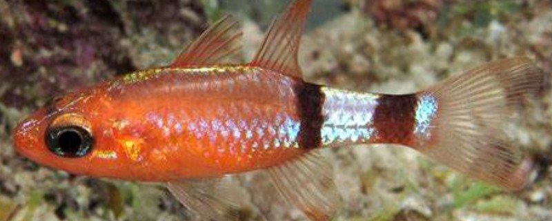 粗唇天竺鲷是什么鱼?