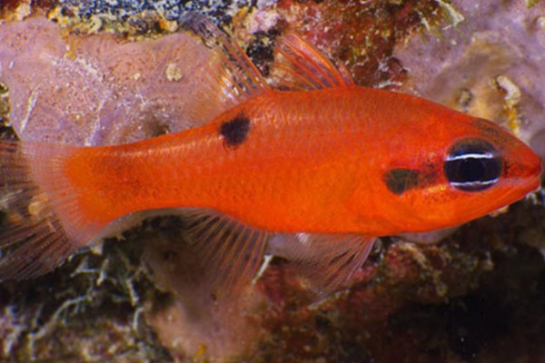 粗唇天竺鲷是什么鱼?