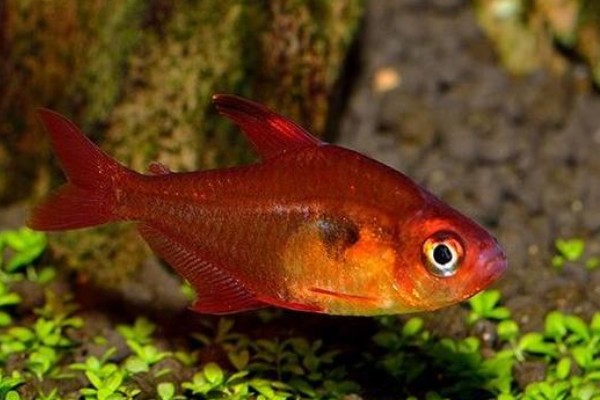 粗唇天竺鲷是什么鱼?