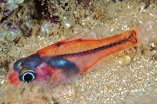 粉红天竺鲷是什么鱼？