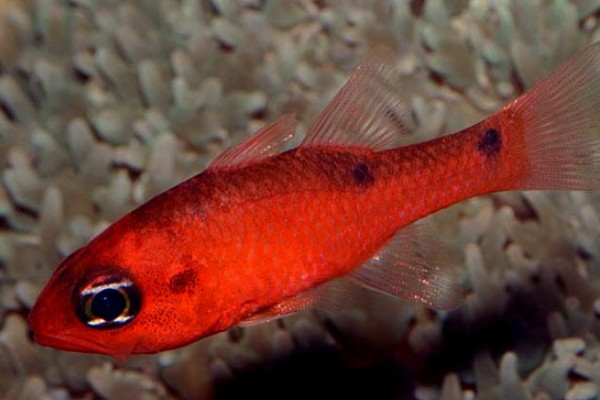 粉红天竺鲷是什么鱼？