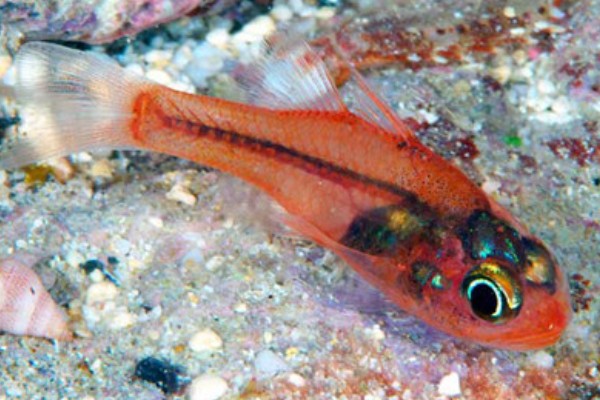 粉红天竺鲷是什么鱼？