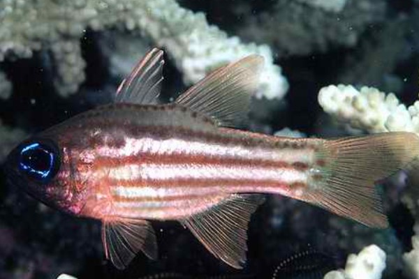 裂带天竺鲷是什么鱼？