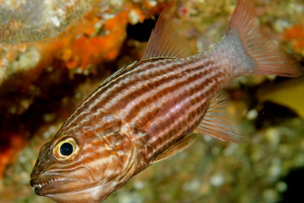 裂带天竺鲷是什么鱼？