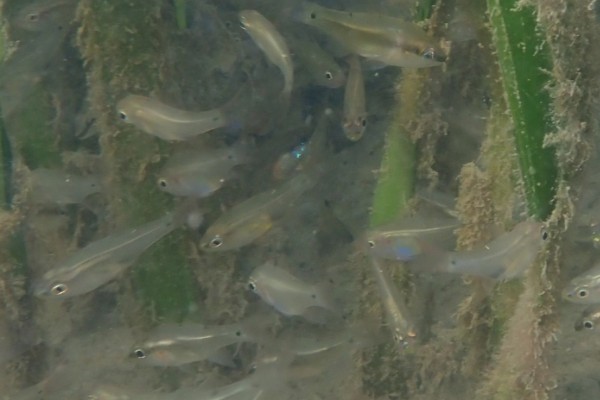 箭天竺鲷是什么鱼？