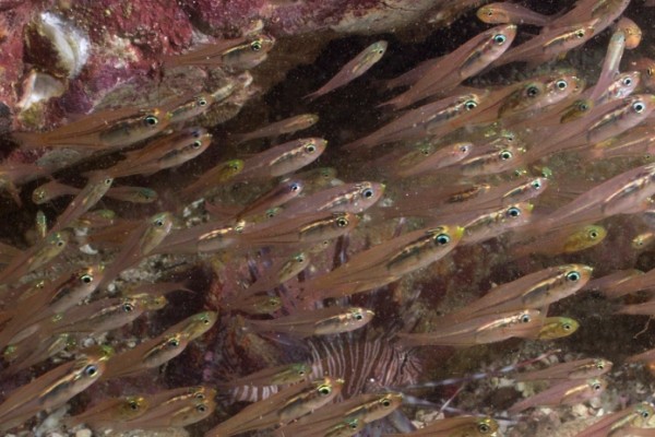 箭天竺鲷是什么鱼？