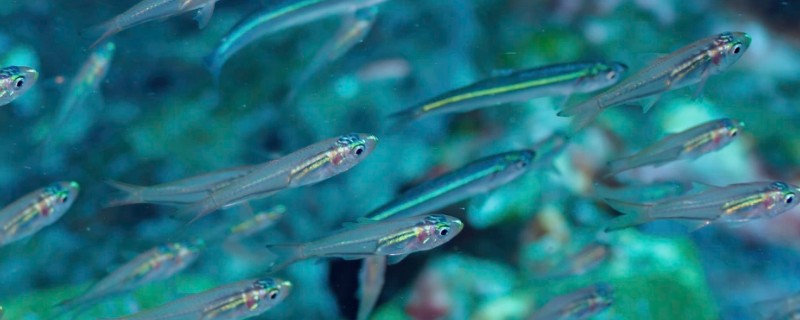 箭天竺鲷是什么鱼？