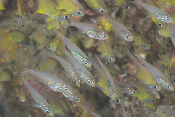 箭天竺鲷是什么鱼？