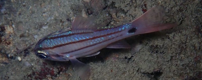 稻氏天竺鲷是什么鱼？