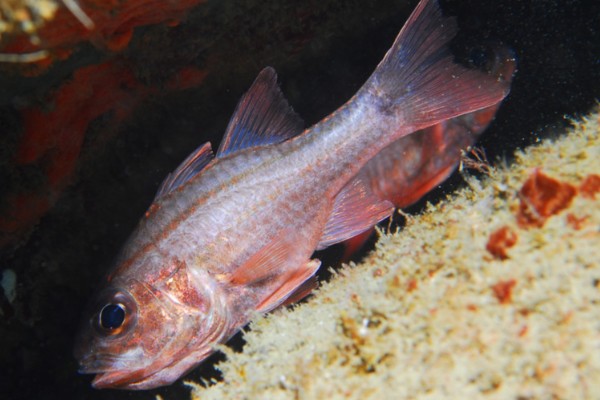 稻氏天竺鲷是什么鱼？