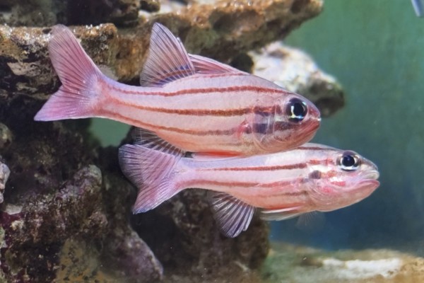 稻氏天竺鲷是什么鱼？