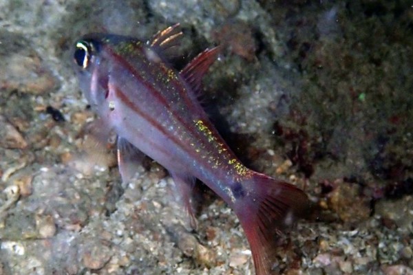 稻氏天竺鲷是什么鱼？