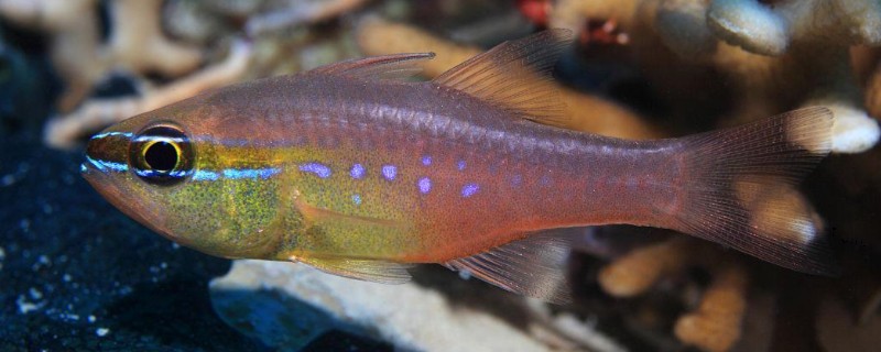短齿天竺鲷是什么鱼？