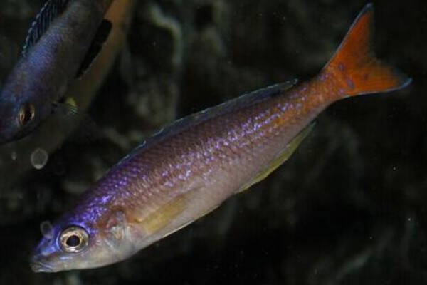 短齿天竺鲷是什么鱼？
