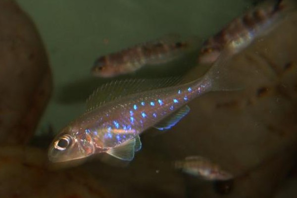 短齿天竺鲷是什么鱼？