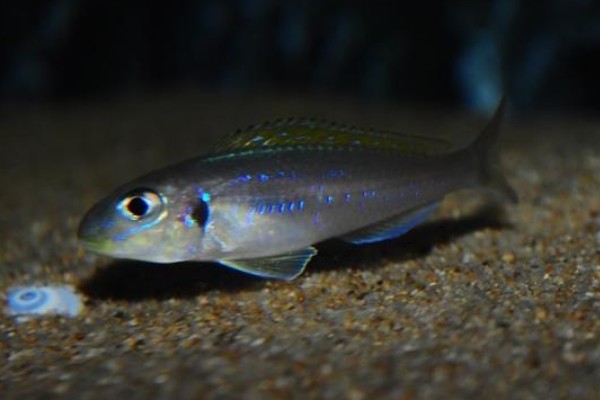 短齿天竺鲷是什么鱼？