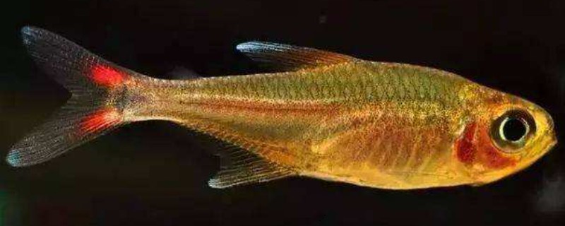 真长鳍天竺鲷是什么鱼？