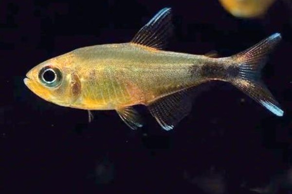 真长鳍天竺鲷是什么鱼？