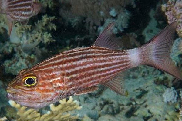 裂带天竺鲷是什么鱼？