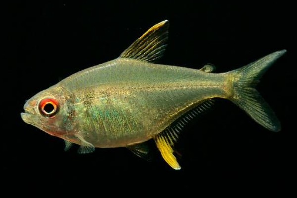 真长鳍天竺鲷是什么鱼？