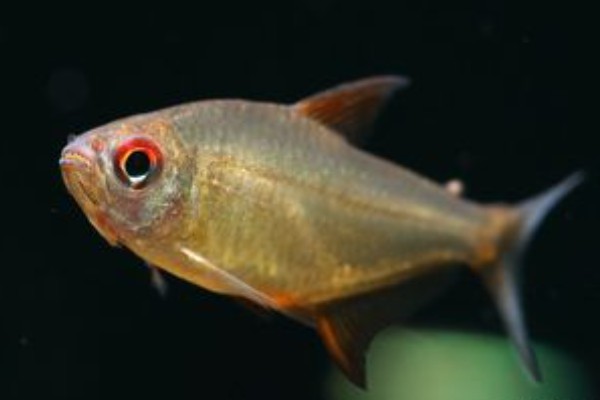 真长鳍天竺鲷是什么鱼？