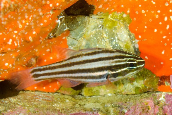 白边天竺鲷是什么鱼？