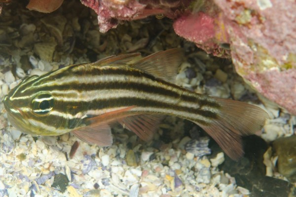 白边天竺鲷是什么鱼？