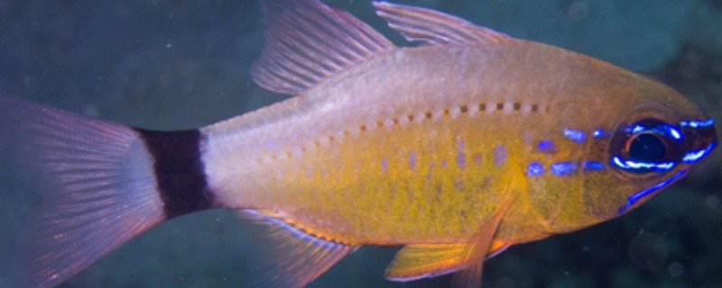 萨摩亚圣天竺鲷是什么鱼?