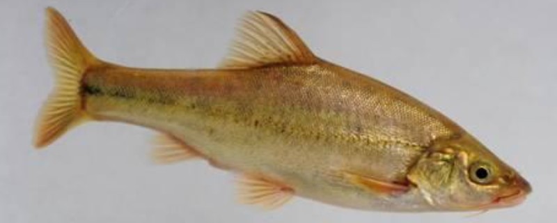 大头金线鲃是什么鱼?