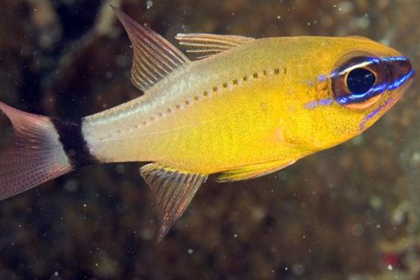 萨摩亚圣天竺鲷是什么鱼?