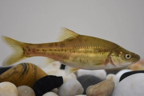 大头金线鲃是什么鱼?