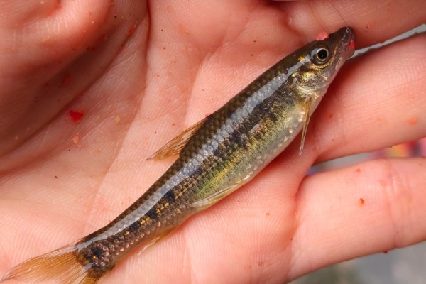 大头金线鲃是什么鱼?