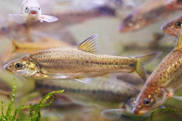 大头金线鲃是什么鱼?