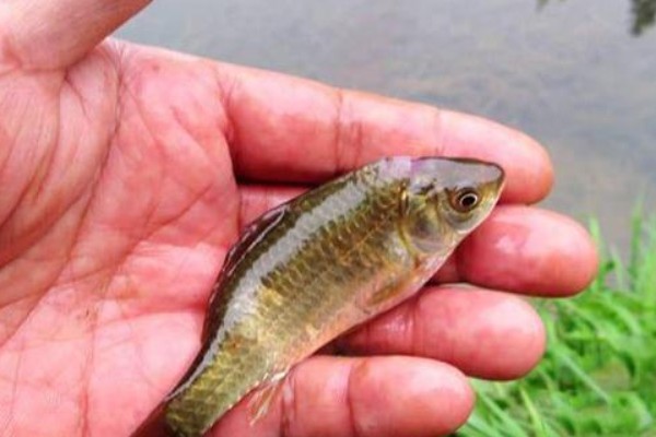 大头金线鲃是什么鱼?