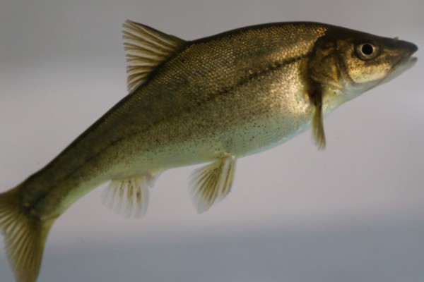 多斑金线鲃是什么鱼?