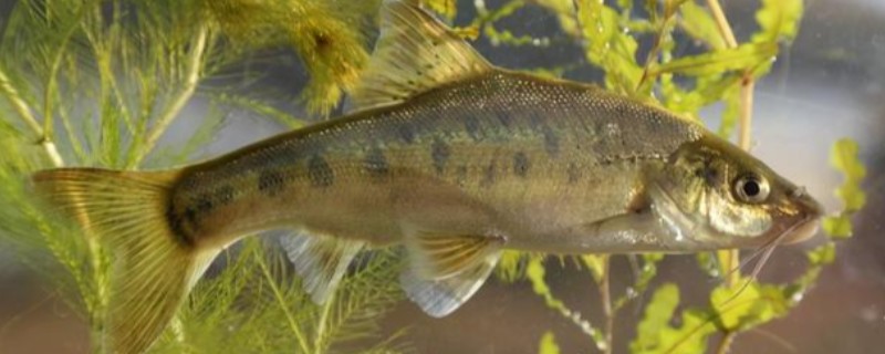 多斑金线鲃是什么鱼?