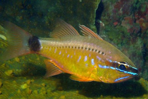 萨摩亚圣天竺鲷是什么鱼?