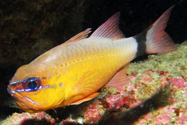 萨摩亚圣天竺鲷是什么鱼?
