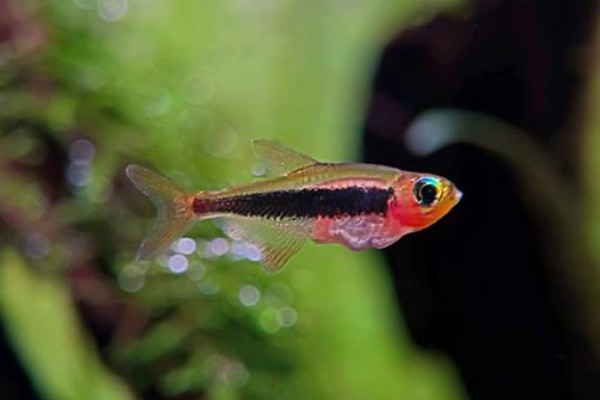 菲律宾裸天竺鲷是什么鱼？